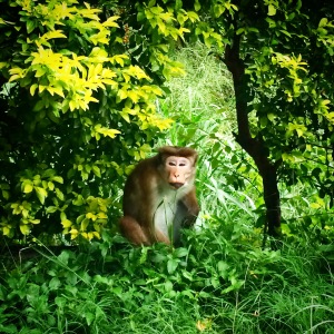 roadside monkey